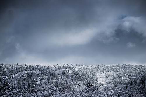 colorado springs trees covered with snow united states